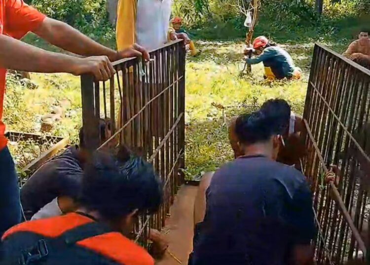 BKSDA Sumbar memasang dua kandang jebak setelah beruang madu menyerang tiga warga di Nagari Sinuruik, Pasaman Barat.