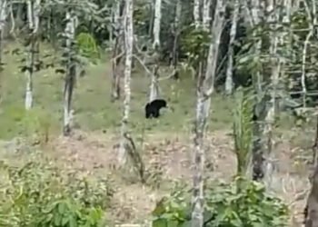 Video: Detik-Detik Beruang Madu Muncul di Perkebunan Karet di Dharmasraya