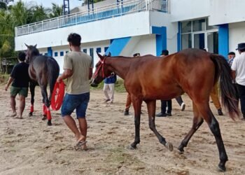 122 Kuda Siap Berlaga di Pacu Kuda Padang Pariaman, Hadiah Rp285 Juta Diperebutkan