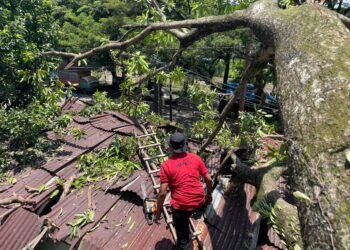 Pohon Mangga Tumbang Timpa Rumah Warga di Padang, BPBD Lakukan Pembersihan