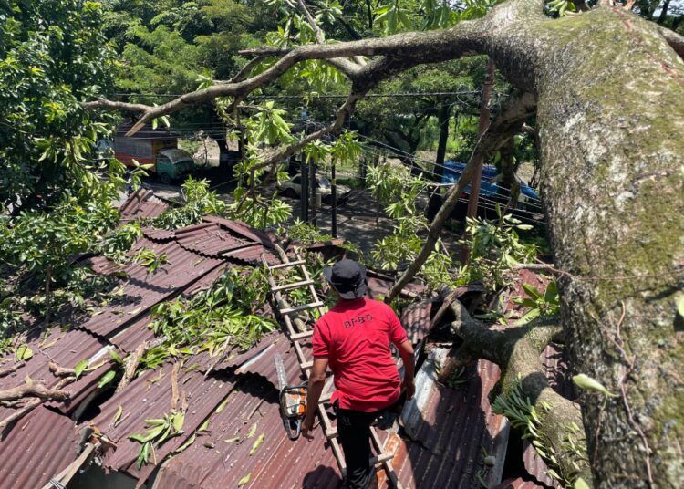 Sebuah pohon mangga tumbang dan menimpa rumah warga di Jalan Sutan Syahrir, Kelurahan Mata Air, Kecamatan Padang Selatan, Kota Padang, Senin (16/3/2026) sekitar