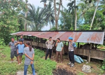 Jelang Lebaran, Sapi Warga Pariaman Hilang di Kandang