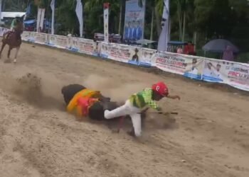 Video: Detik-Detik Kuda Patah Kaki saat Pacu, Lomba di Padang Pariaman Berubah Mencekam