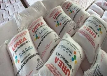 Petani di Padang Pariaman Keluhkan Kelangkaan Pupuk Subsidi