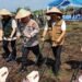 100 Hektare Lahan Disiapkan, Program Tanam Jagung di Padang Pariaman Buka Peluang Kerja Korban Bencana