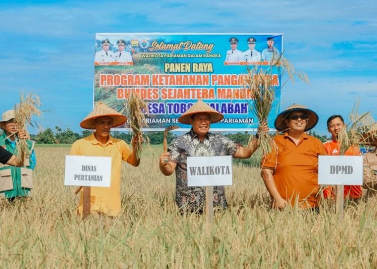 Wali Kota Pariaman, Yota Balad, menghadiri panen raya padi program ketahanan pangan yang dikelola BUMDes Sejahtera Mandiri di Desa Toboh Palabah, Kecamatan Pariaman Selatan, Jumat (17/4/2026).
