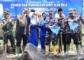 Panen Raya 1,5 Ton Ikan Nila, Pemko Pariaman Apresiasi Langkah Kodaeral II Padang Dukung Ketahanan Pangan