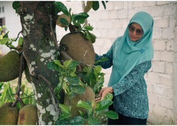 Pemkab Solok Selatan Dorong UMKM Olahan Nangka, Dasawisma Mawar IV Jadi Contoh Sukses Pemberdayaan Ekonomi Keluarga