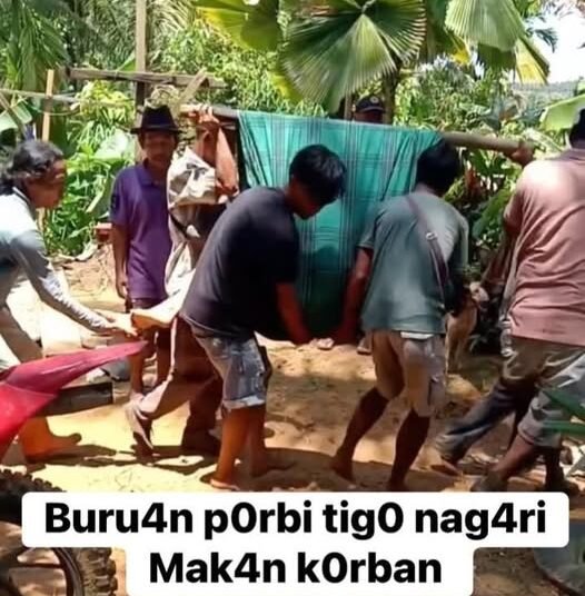 Warga mengevakuasi seorang pemburu yang menjadi korban serudukan babi hutan saat perburuan di Tigo Nagari, Pasaman, Minggu (26/4/2026). Korban dinyatakan meninggal dunia setelah sempat dibawa ke puskesmas.