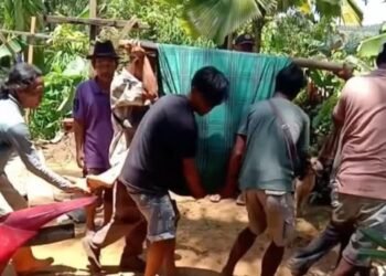 Pemburu di Pasaman Tewas Diseruduk Babi Hutan saat Perburuan
