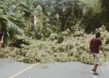Pohon Tumbang di Pesisir Selatan, Jalan Nasional Padang-Bengkulu Tak Bisa Dilewati Mobil