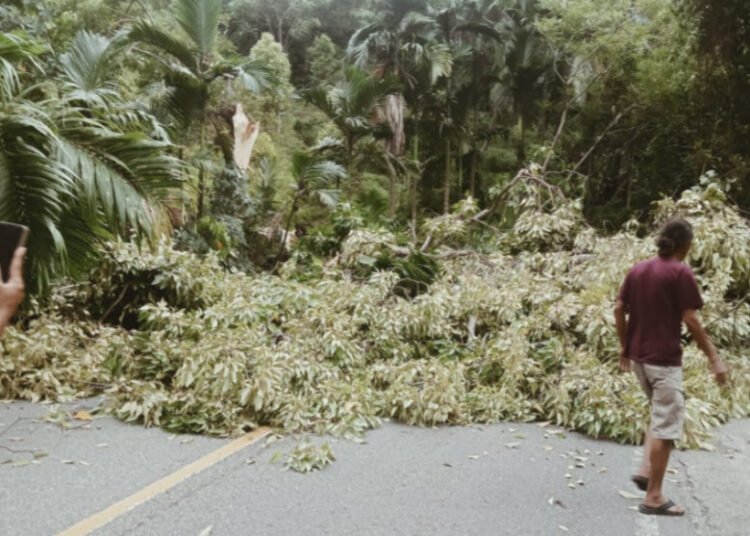 Sebatang pohon tumbang di Jalan Nasional Padang—Bengkulu, tepatnya di Bukit Selayang Pandang, Nagari Karang Pauh, Kecamatan Bayang, Pesisir Selatan, pada Selasa (7/4/2026) pagi. Foto: BPBD Pesisir Selatan