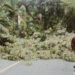 Pohon Tumbang di Pesisir Selatan, Jalan Nasional Padang-Bengkulu Tak Bisa Dilewati Mobil