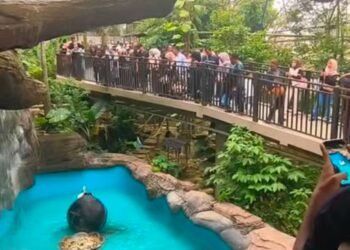 153 Ribu Wisatawan Serbu Bukittinggi Saat Libur Lebaran 2026, Kebun Binatang Jadi Primadona