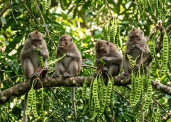 Kera Serbu Kebun Petai di Padang Pariaman, Petani Rugi di Tengah Harga Tinggi