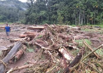 Kayu Gelondongan Timbun Sawah Warga di Pasaman Usai Banjir Bandang