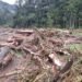 Kayu Gelondongan Timbun Sawah Warga di Pasaman Usai Banjir Bandang