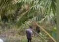 Pemburu Babi Tewas Tertembak di Padang Pariaman, Polisi Ungkap Tembakan Bersarang di Dada