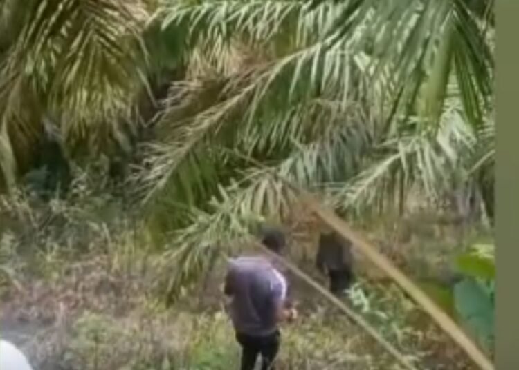 Seorang pemburu bernama Burhanudin (38) tewas tertembak saat perburuan hama babi di Padang Alai, Padang Pariaman. Polisi menyelidiki sumber tembakan dan menunggu hasil autopsi untuk memastikan penyebab kematian