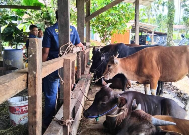 Pemerintah Kabupaten (Pemkab) Solok Selatan mulai mengintensifkan vaksinasi Penyakit Mulut dan Kuku (PMK) guna memastikan kesehatan hewan ternak menjelang Hari Raya Iduladha 1447 Hijriah.