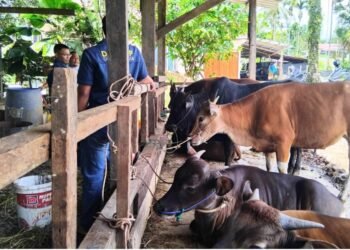 Pemkab Solok Selatan Imbau Warga Tak Potong Ternak Betina Produktif pada Idul Adha 1447 H