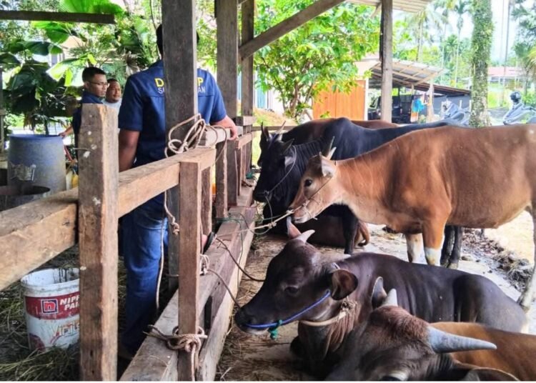 Pemerintah Kabupaten (Pemkab) Solok Selatan mengimbau masyarakat untuk tidak memotong hewan ternak betina yang masih produktif pada Hari Raya Idul Adha 1447 Hijriah.