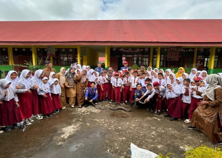 - Seekor ular piton sepanjang 2,5 meter dievakuasi oleh petugas Pemadam Kebakaran (Damkar) Kabupaten Tanah Datar setelah ditemukan di lingkungan sekolah, Senin (20/4/2026).