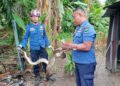 Ular Masuk Kandang Ayam di Padang Pariaman, Damkar Evakuasi