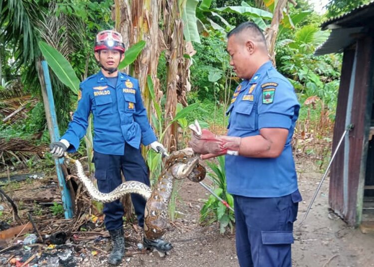 Seekor ular dievakuasi oleh petugas Pemadam Kebakaran dari kandang ayam di Simpang 4 Toboh Kampung Dalam, Kenagarian Campago Utara, Kecamatan V Koto, Kabupaten Padang Pariaman, Sumatera Barat, pada Selasa (21/4/2026) pagi.