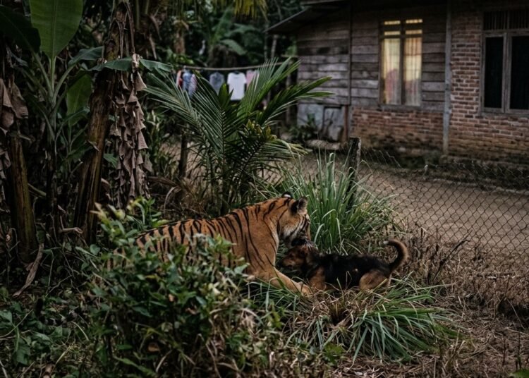 Harimau memangsa anjing. Foto: Ilustrasi AI