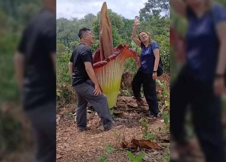 Bunga bangkai setinggi 2,5 meter dengan lebar kurang lebih 70 sentimeter mekar di kebun milik warga di Jorong Sitingkai, Nagari Koto Rantang, Kecamatan Palupuh, Kabupaten Agam, Sumatera Barat, sejak Rabu (22/4/2026) sekitar pukul 18.00 WIB.