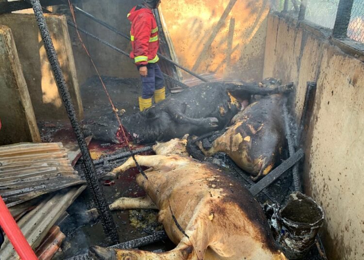 Tiga sapi terbakar setelah kandangnya terbakar di kawasan Simpang Koto Tingga Dalam, RT 001, RW 008, Kelurahan Pasar Ambacang, Kecamatan Kuranji, Kota Padang, terbakar pada Sabtu (25/4/2026) pagi. Foto: Dinas Damkar Padang