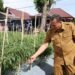 Pemko Pariaman Siapkan 10 Hektare Lahan Tidur Jadi Sawah Baru