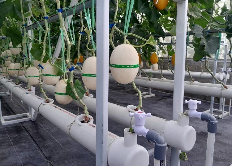 Budi daya melon di Agrowisata Evergreen House Pekanbaru. Foto: Media Center Riau