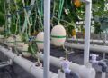 Mengintip Teknologi Pertanian Modern di Kebun Melon Pekanbaru