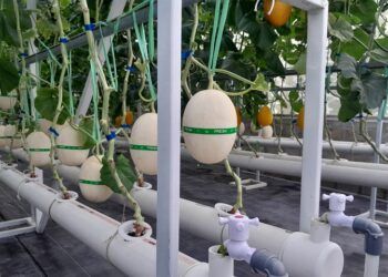 Mengintip Teknologi Pertanian Modern di Kebun Melon Pekanbaru