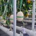 Mengintip Teknologi Pertanian Modern di Kebun Melon Pekanbaru