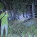 Warga Cemas, 12 Gajah Liar Melintas di Kawasan Perkebunan Pekanbaru