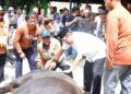 Sapi Kurban Presiden Prabowo Seberat 960 Kg Disembelih di Padang Pariaman, Warga Antusias