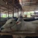 Pemko Padang Terapkan Barcode untuk Pembagian Daging Kurban ASN pada Idul Adha 2026