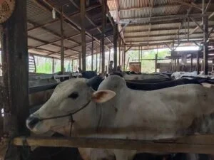 Pemko Padang Terapkan Barcode untuk Pembagian Daging Kurban ASN pada Idul Adha 2026