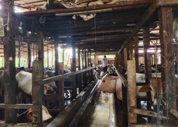 Pemko Padang Terapkan Barcode untuk Pembagian Daging Kurban ASN pada Idul Adha 2026
