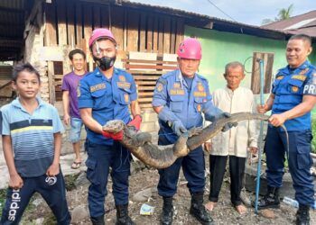 Damkar Padang Kebanjiran Laporan Rescue, dari Ular Masuk Rumah hingga Cincin Tersangkut