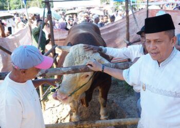 Pemko Payakumbuh Sembelih Sapi Kurban Presiden Prabowo Berbobot 1,2 Ton