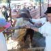 Pemko Payakumbuh Sembelih Sapi Kurban Presiden Prabowo Berbobot 1,2 Ton