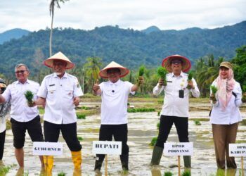 Pemkab Padang Pariaman Gelar Tanam Serentak, Rehabilitasi Sawah Pascabencana Rampung 23 Hari