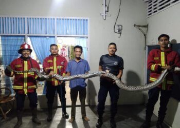 Seram! Ular Piton Besar Bersarang di Plafon Rumah Warga Padang