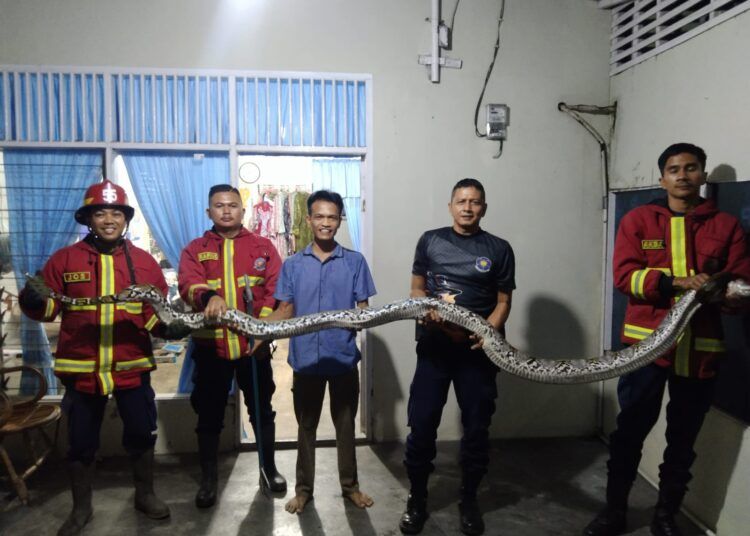 Seekor ular piton dengan panjang sekitar lima meter ditemukan di plafon sebuah rumah di Komplek Rahaka Griya Permai, Kelurahan Lubuk Buaya, Kecamatan Koto Tangah, Kota Padang, Sumatera Barat, pada Minggu (10/5/2026) malam. Foto: Damkar Padang