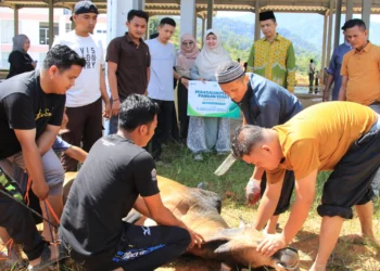 Universitas Islam Negeri (UIN) Imam Bonjol Padang menyembelih hewan kurban pada Rabu (27/5/2026) setelah Salat Iduladha di Masjid UIN Imam Bonjol Padang Kampus 3. Foto: UIN Imam Bonjol Padang