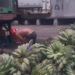 Pisang Organik Mentawai Tembus Pasar Malaysia, Diekspor Rutin 7 Ton per Pekan